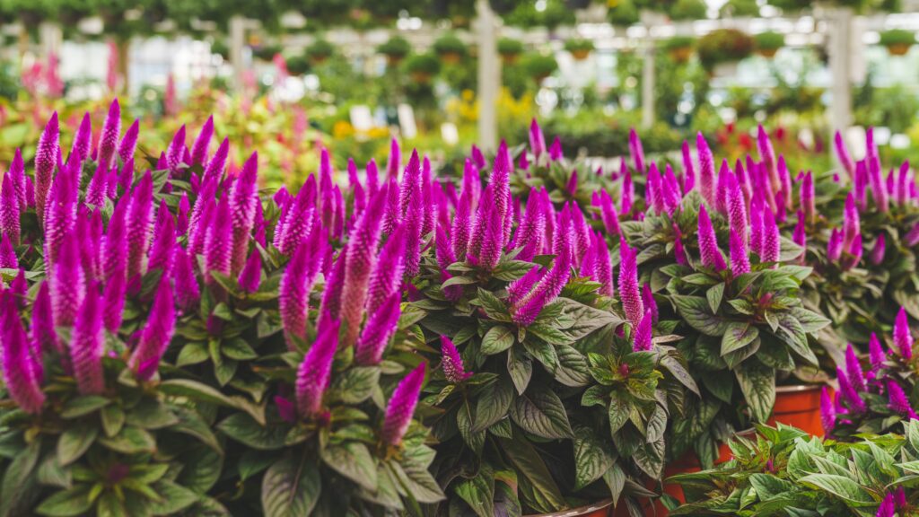 celosia cock's comb in new england