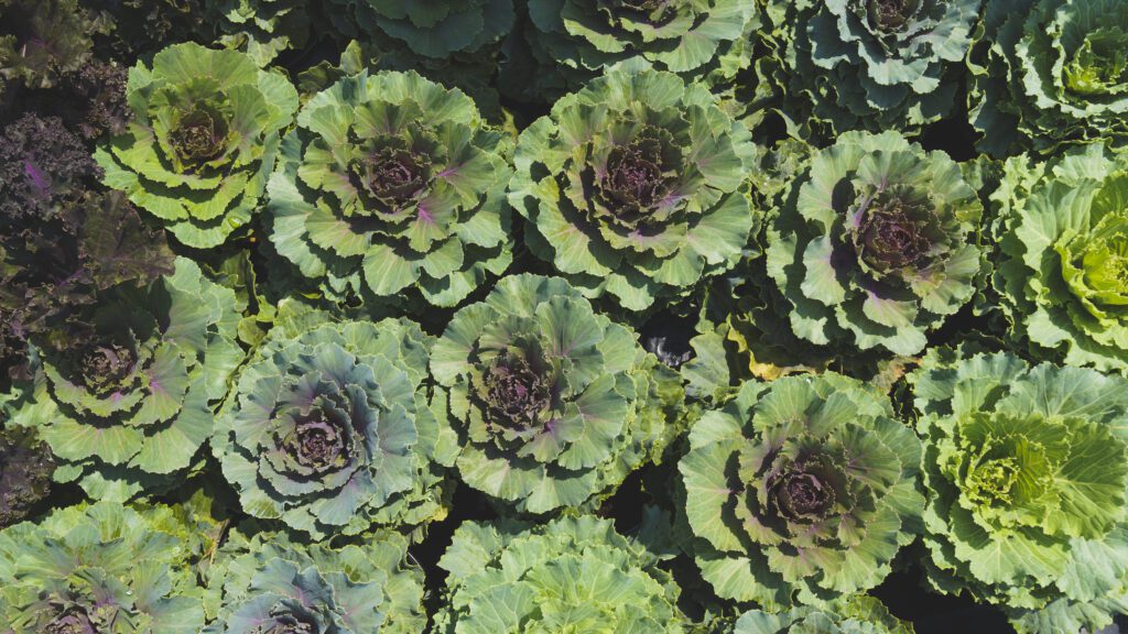 ornamental kale and cabbage in massachusetts