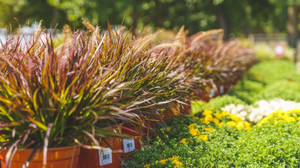 ornamental grass at garden center in new england