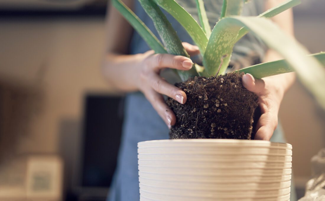 Person Repotting a plant