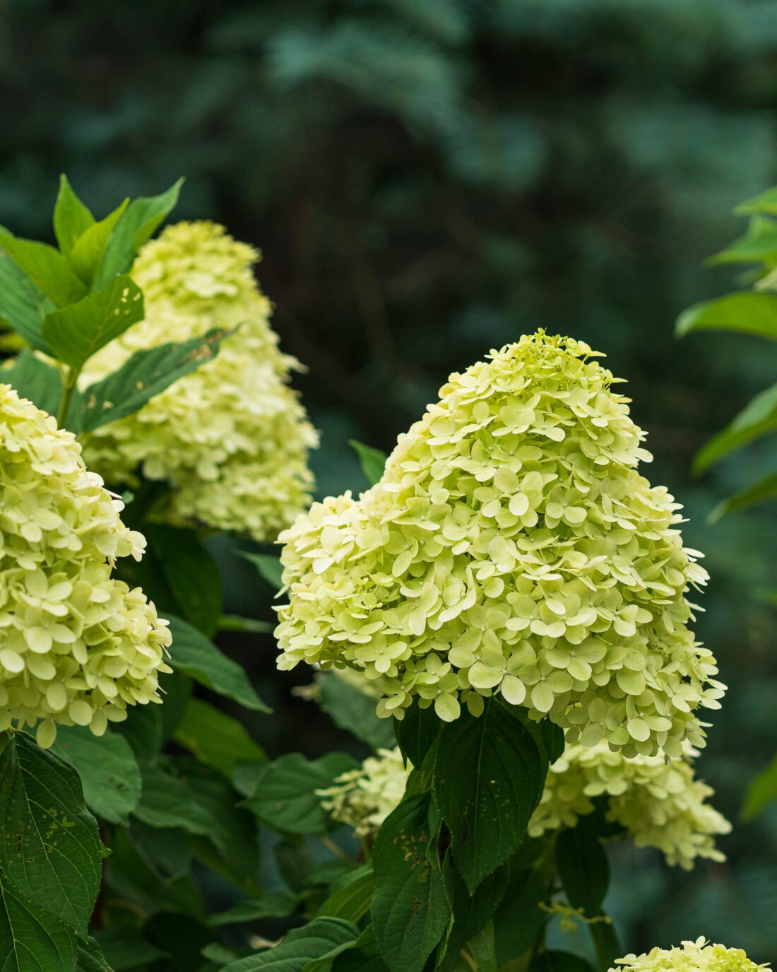 Image of Paniculata Hydrangea