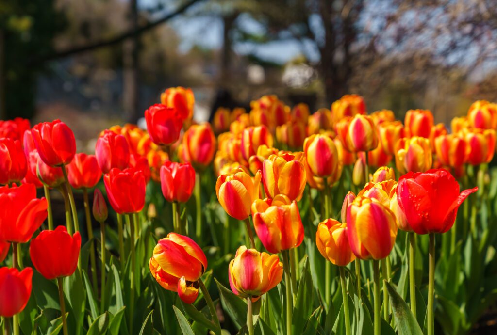 tulips at mahoney's garden center in winchester, ma