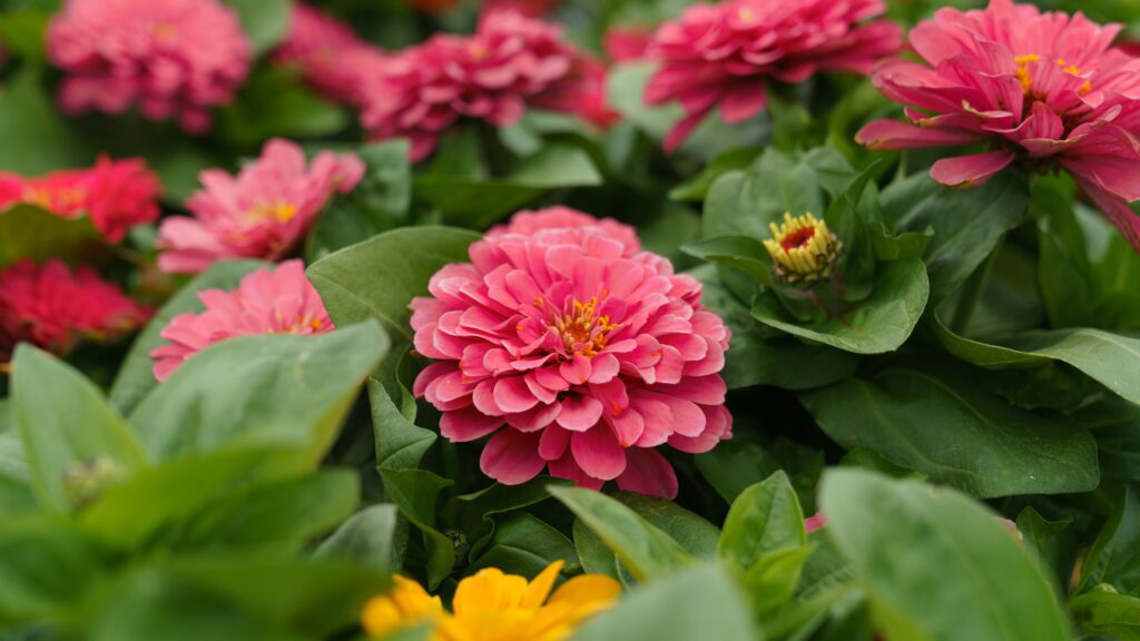 zinnia in woburn ma