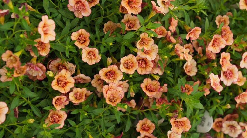 petunias calibrachoa new england