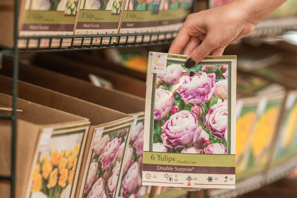 hand holding tulip bulb at mahoney's garden centers