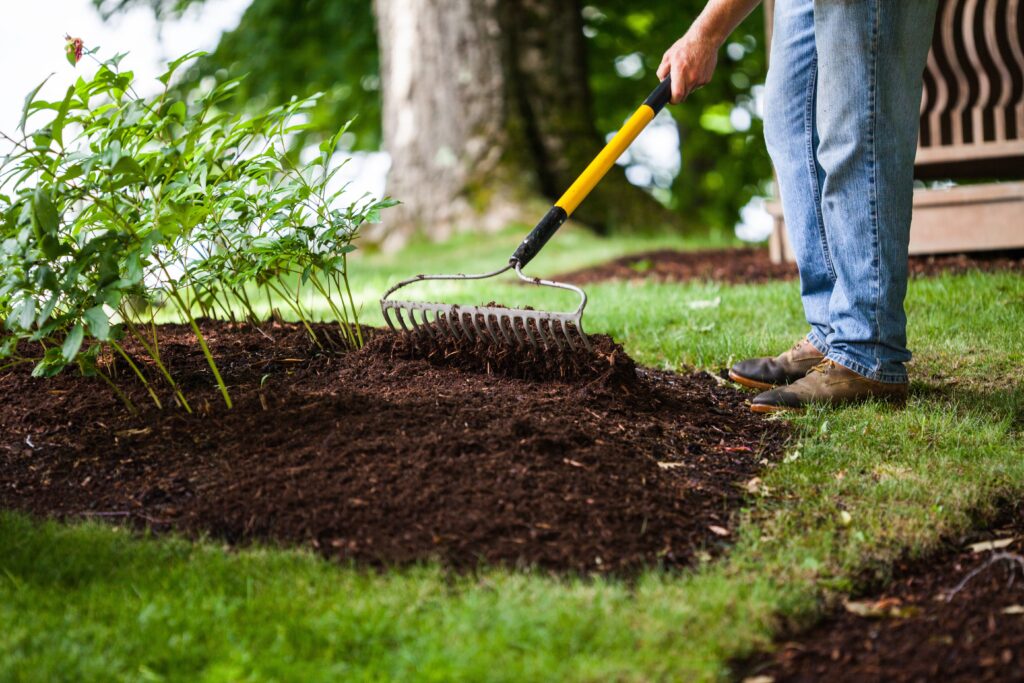 Person spreading mulch around garden plants with a rake to protect them for the winter.