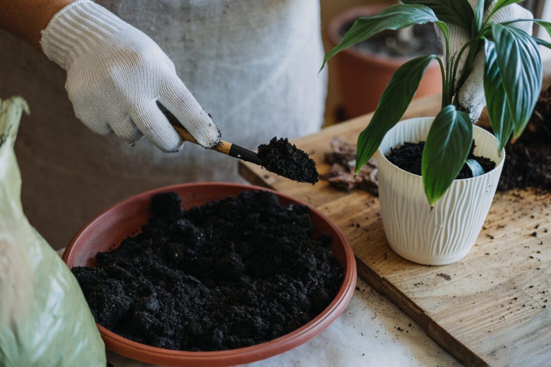 Fresh potting mix in a new pot for repotting houseplants.