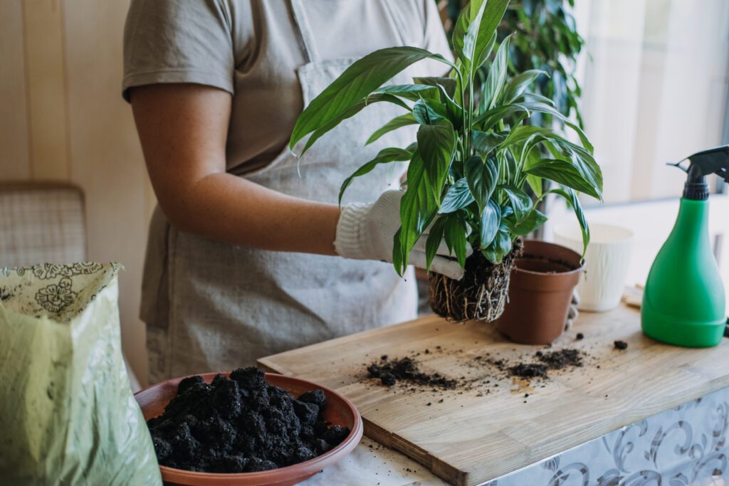 spring repot houseplants