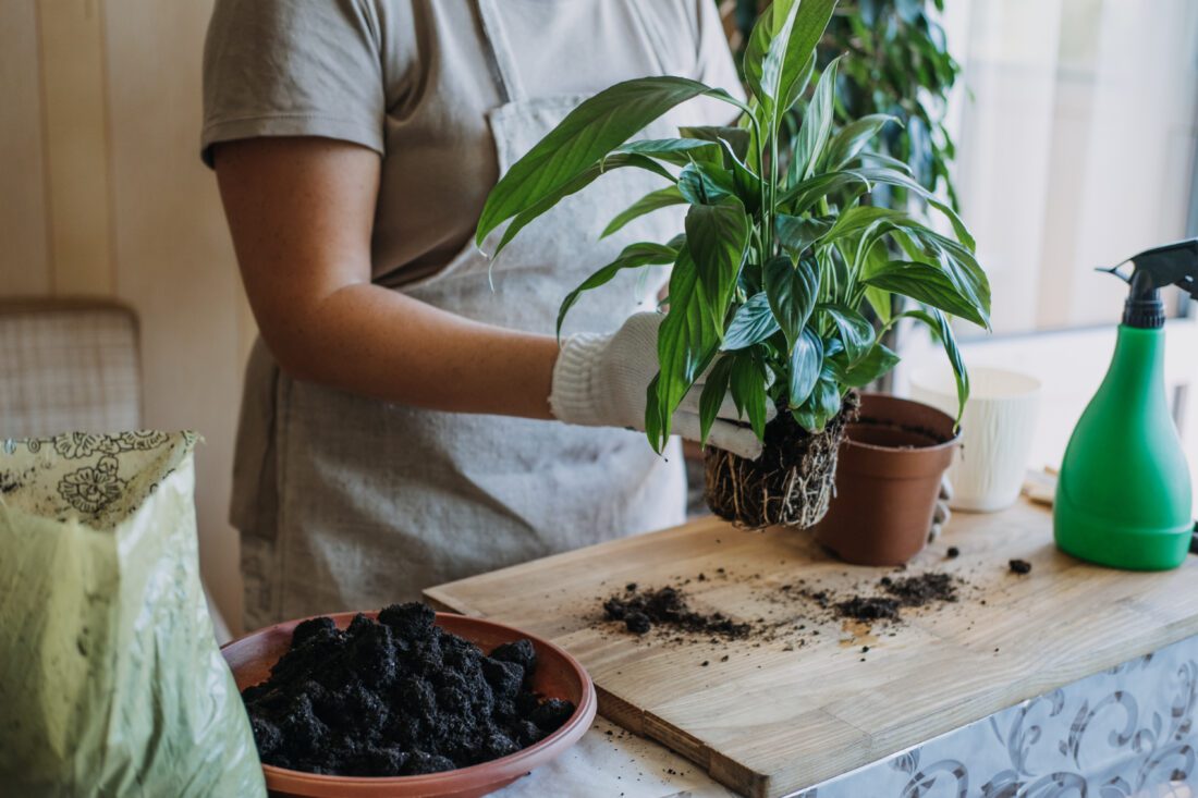 Step-by-step guide to repotting houseplants in fall.