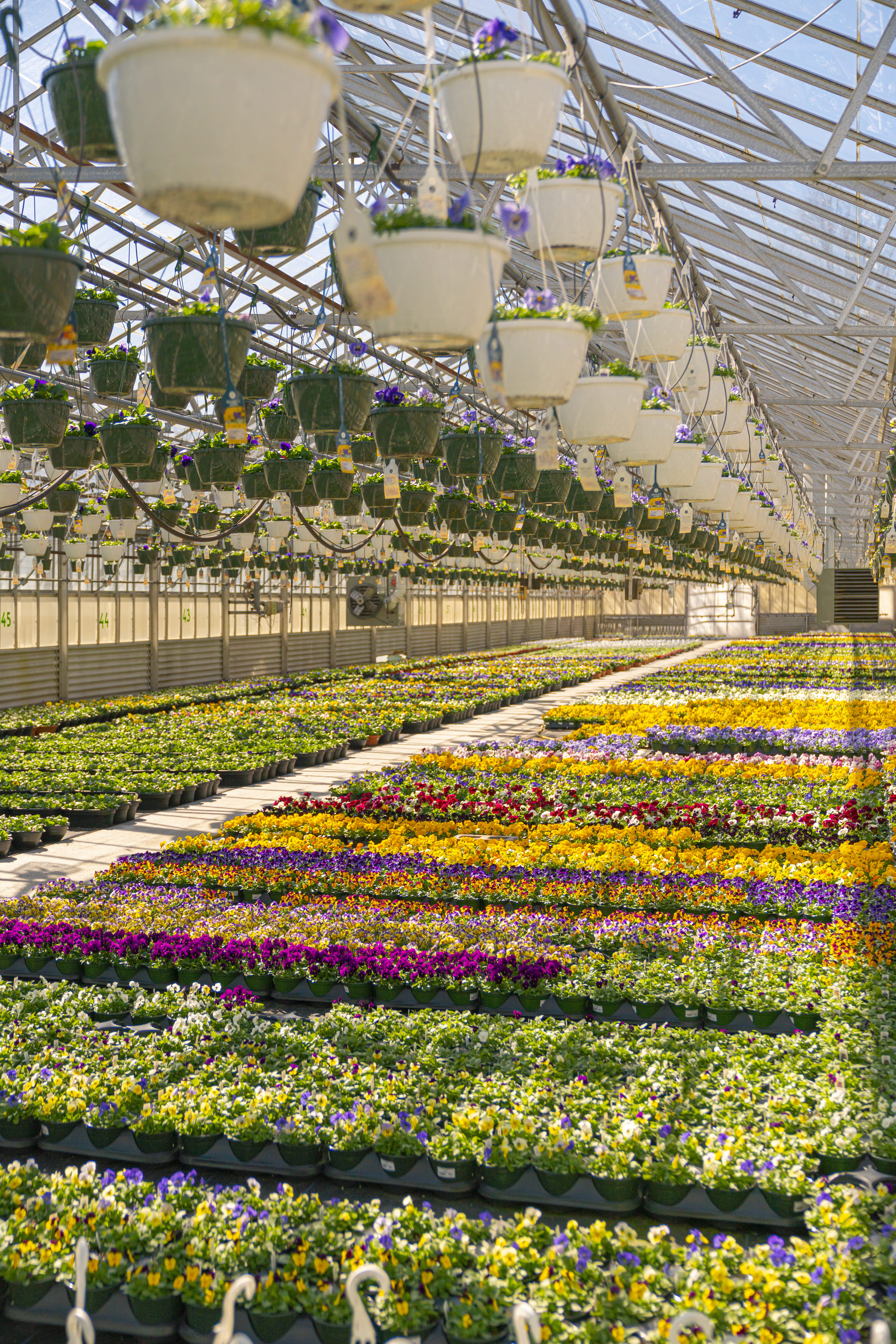 Image of Mahoney's Grown Greenhouse in Woburn MA