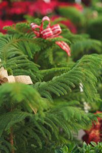 norfolk island pine