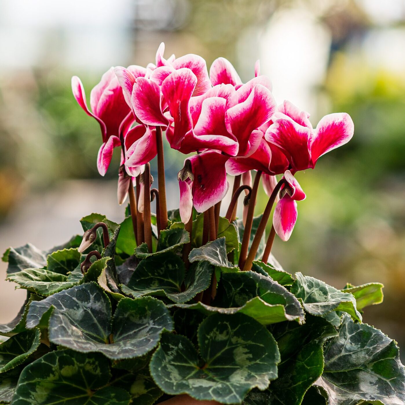 A Guide to Indoor Flowering Plants Mahoney's Garden Center