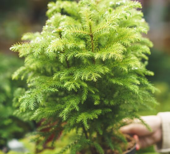 NORFOLK ISLAND PINE