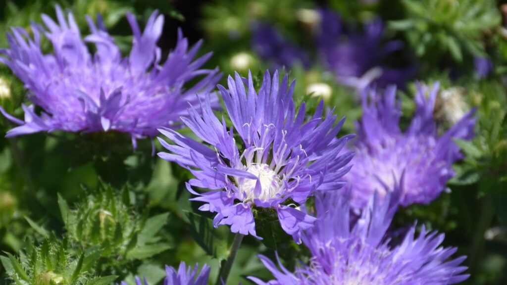 stokesia stokes' aster