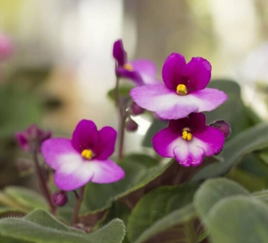 african violet