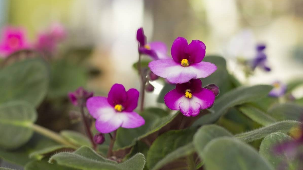 african violet