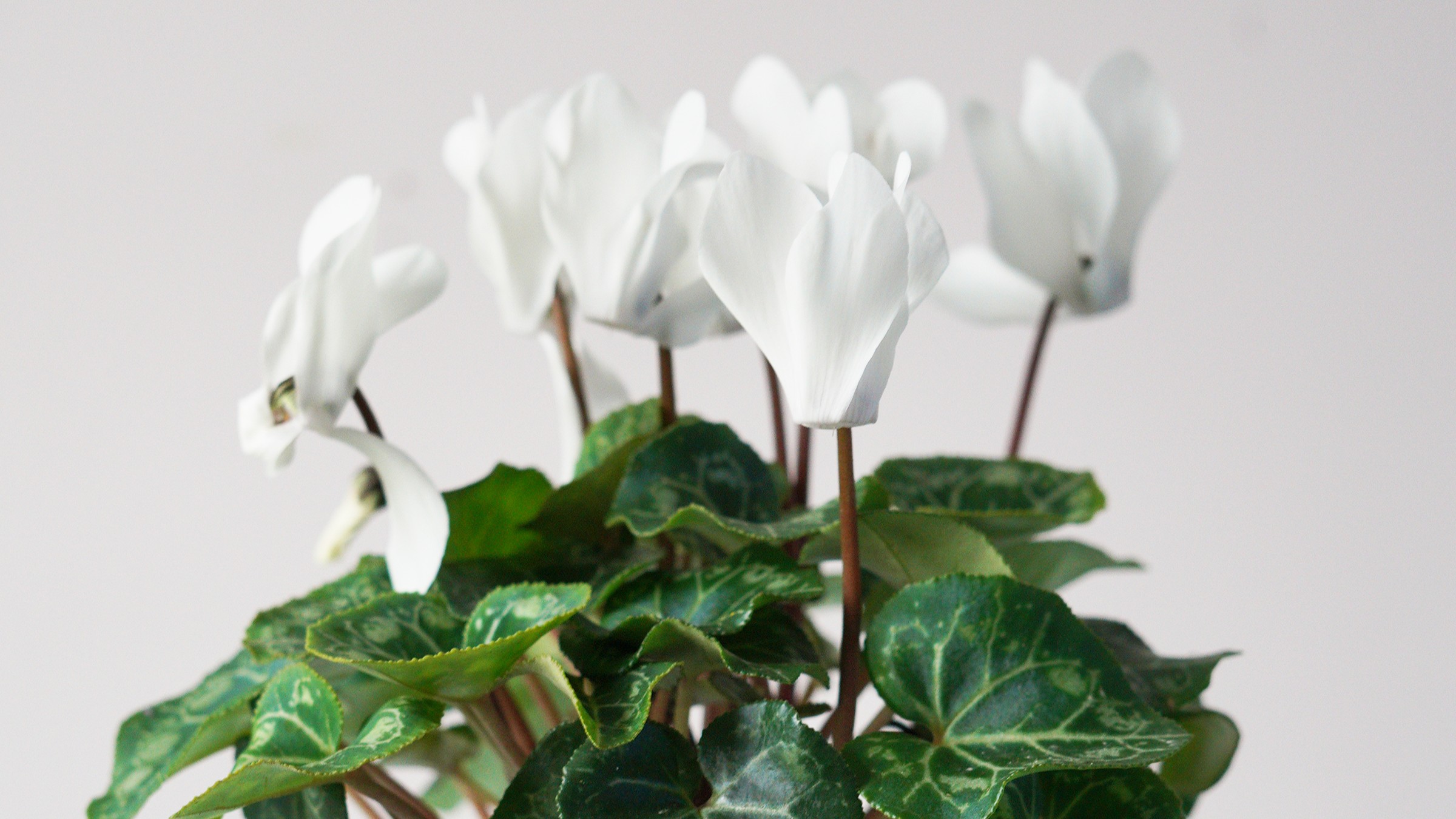 cyclamen care