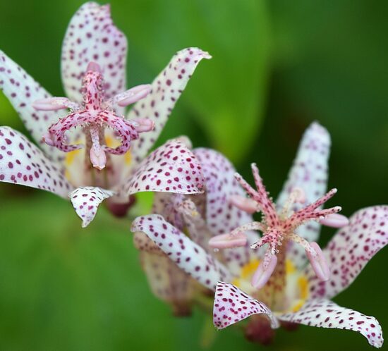 Tricyrtis