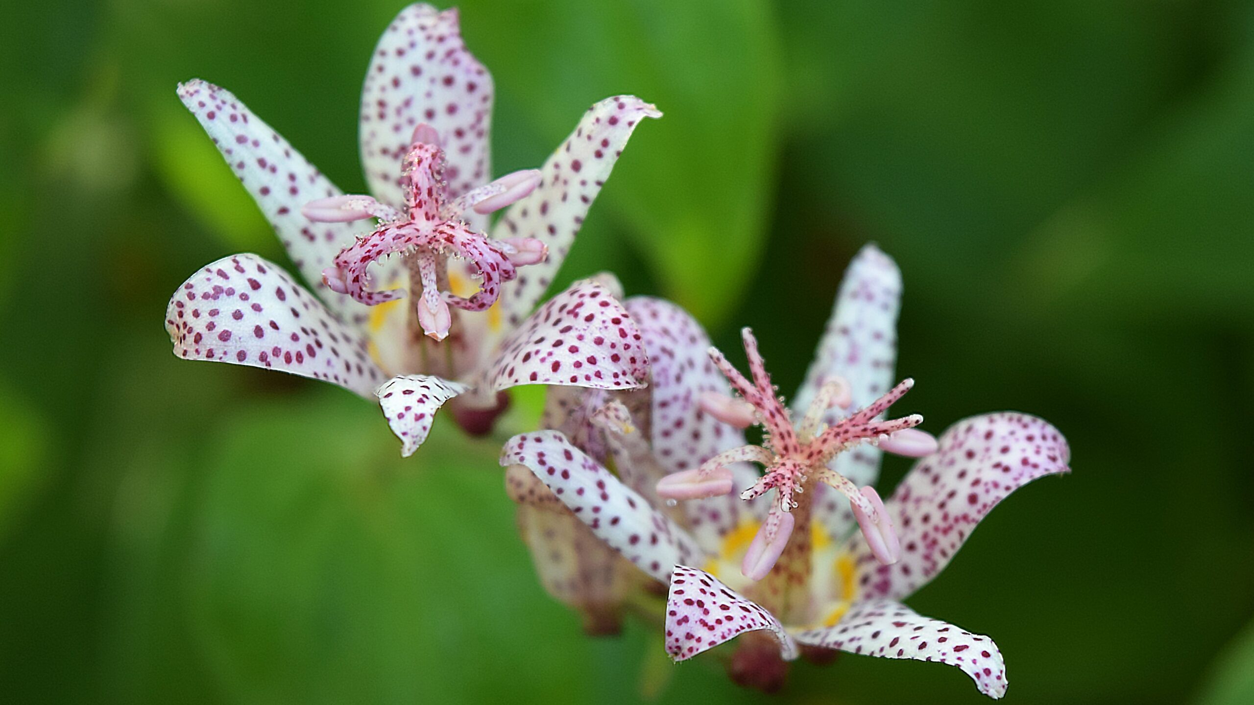 Tricyrtis