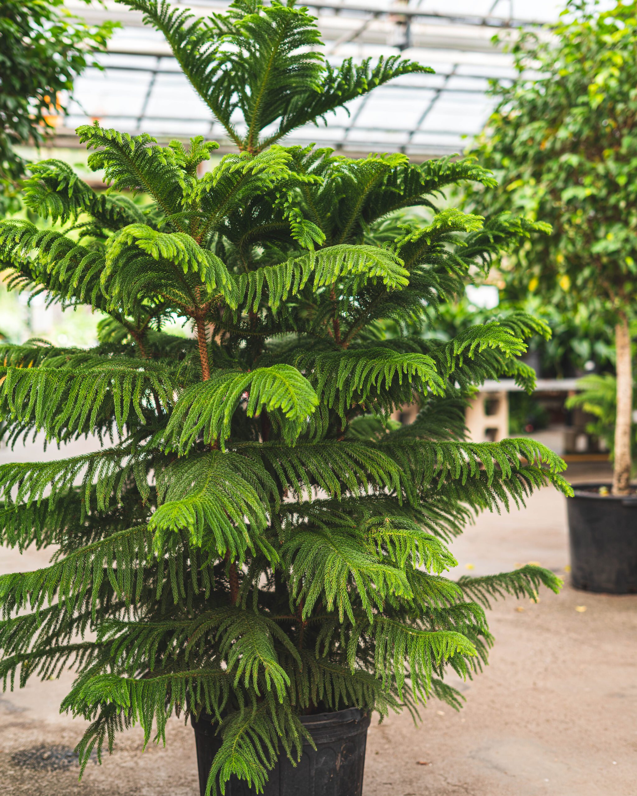 Norfolk island pine 101 indoor care tips for a happy tree blog
