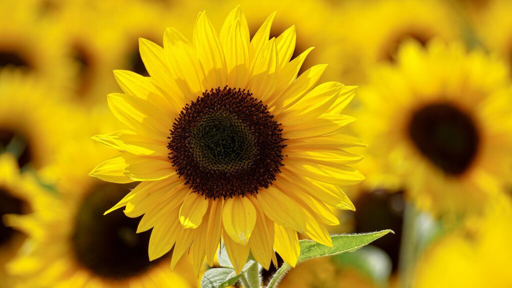 helianthus perennial sunflower