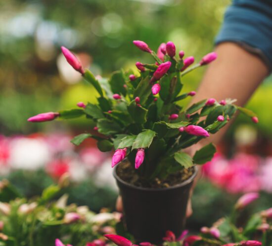 christmas cactus plant care