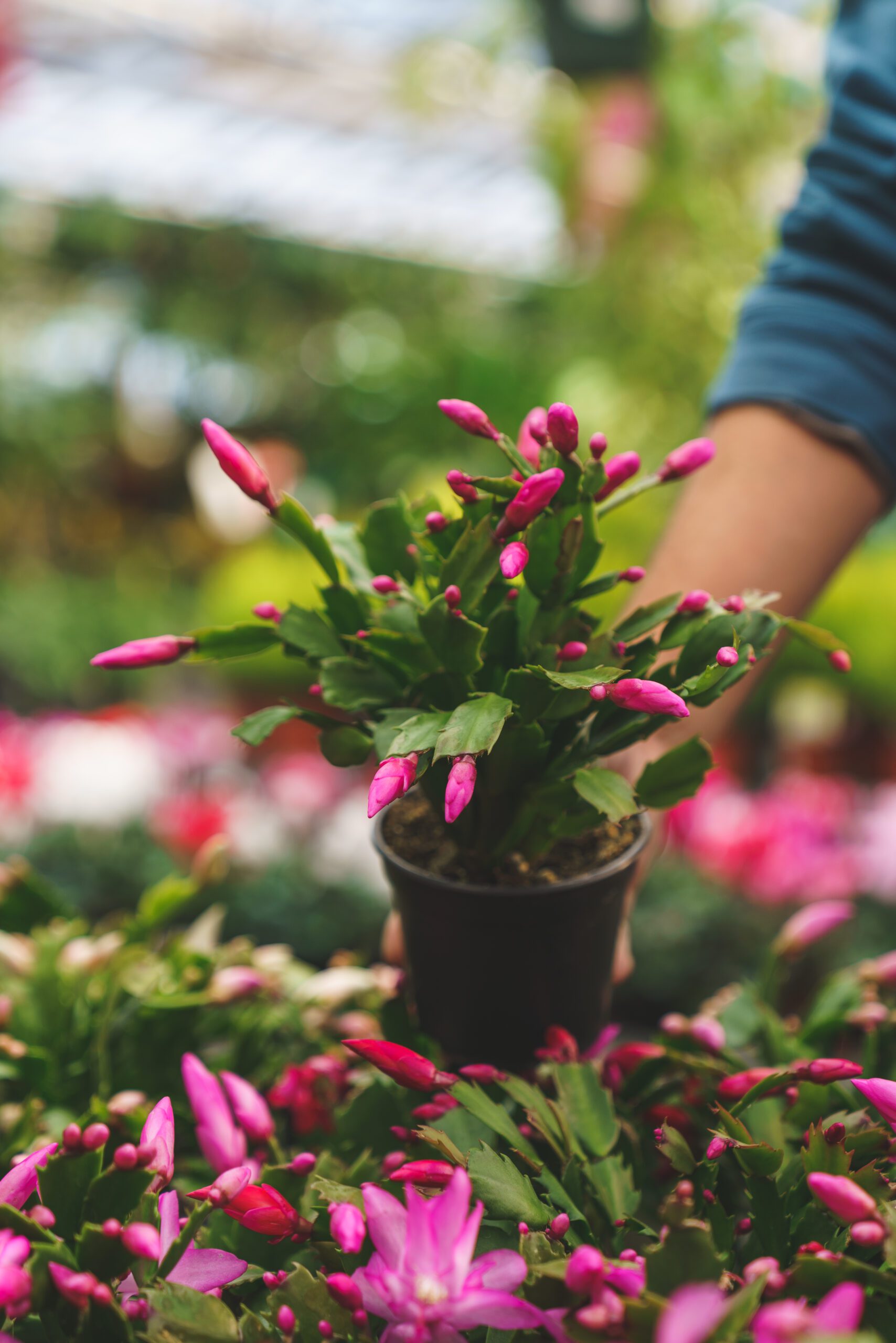 blooming cactus Assorted Blooming Cactus – Lazy Gardens