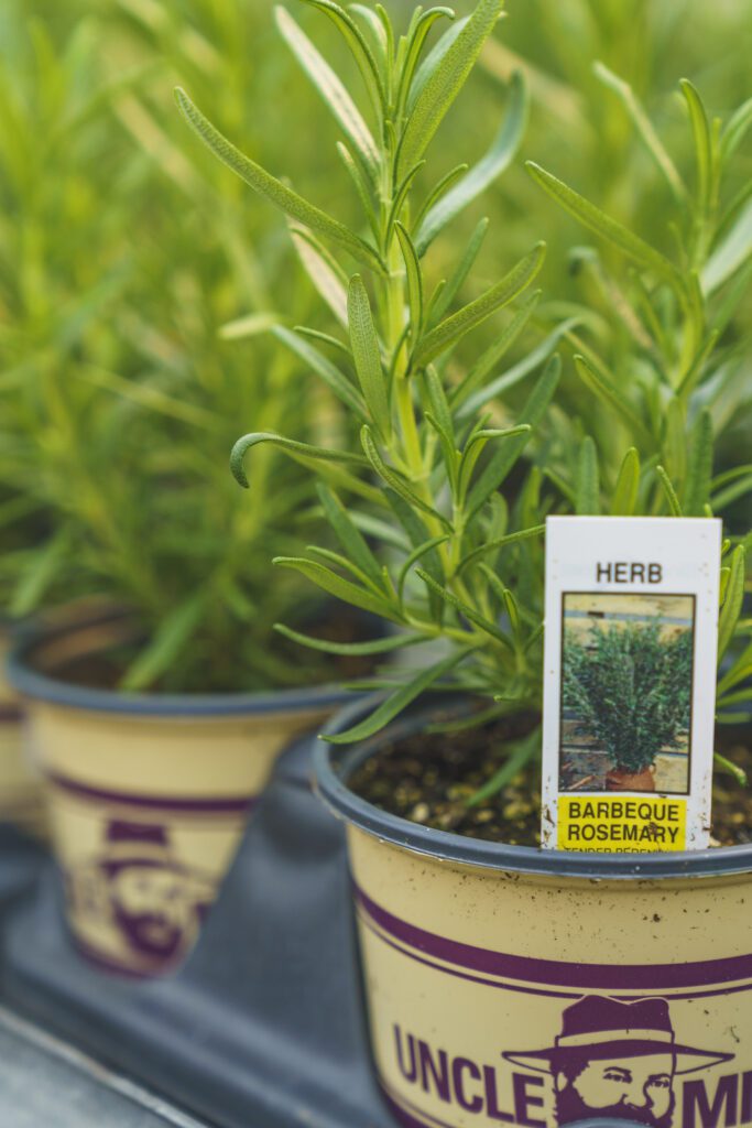 indoor herb garden