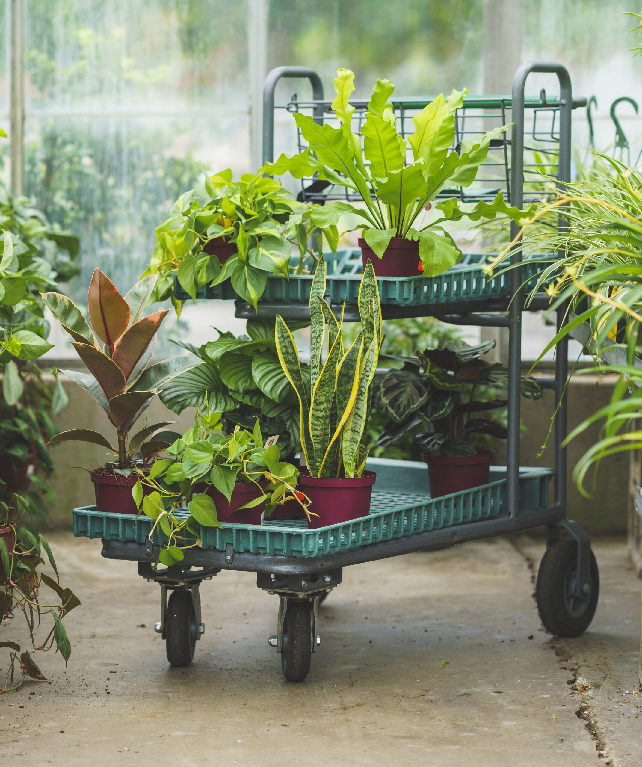 Mahoney's Garden Centers - Home