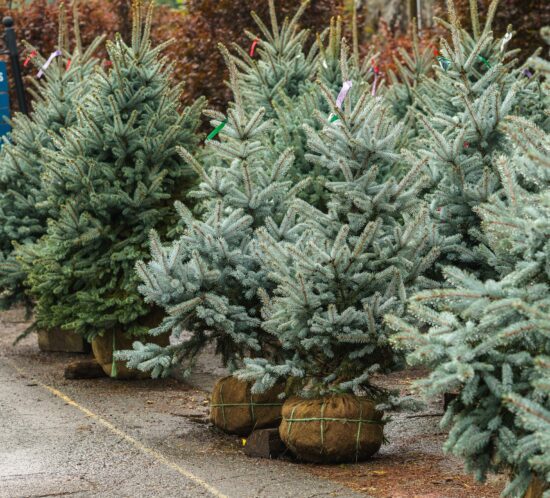 Potted Christmas Tree Decor and Care Tips