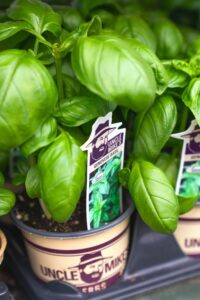 indoor herb garden