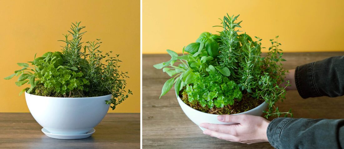 Photo inspiration: Picture Idea: Indoor Herb Garden Fresh Flavors All Winter