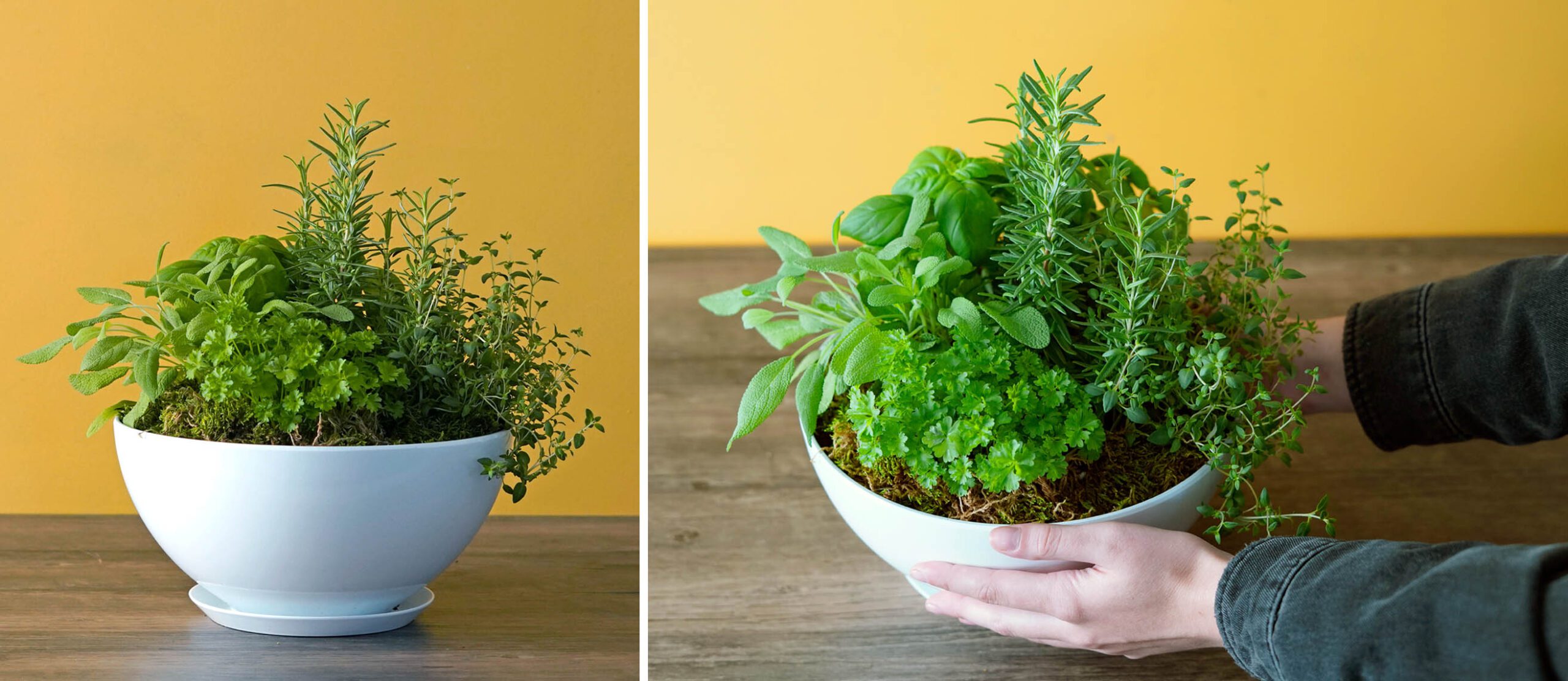 indoor herb garden