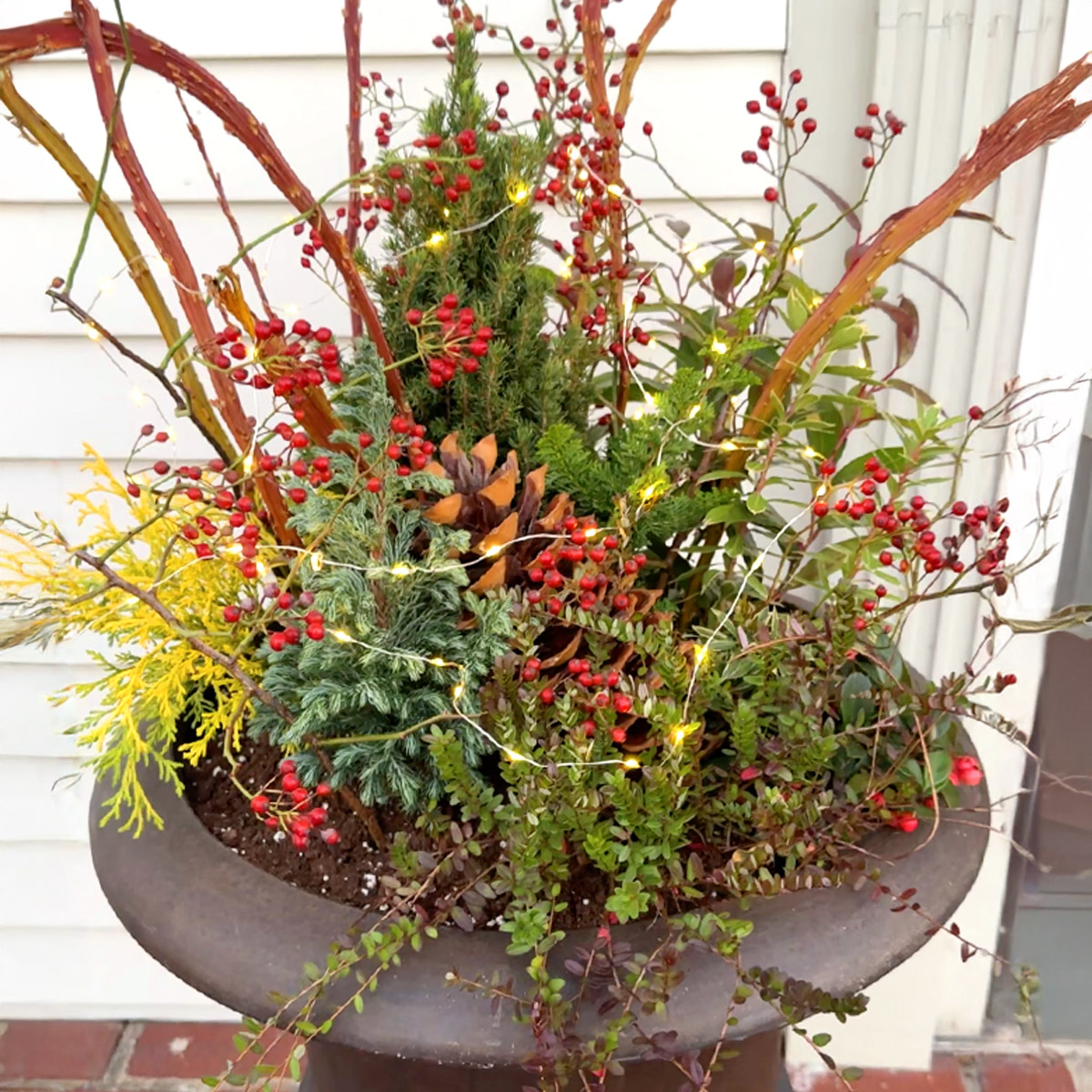 Video: Step-By-Step guide to your own Holiday Mini Conifer Container ...