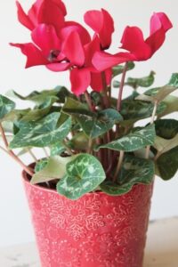 christmas plants cyclamen