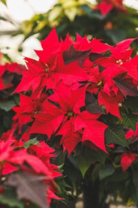 poinsettia Christmas Plants After the Holidays