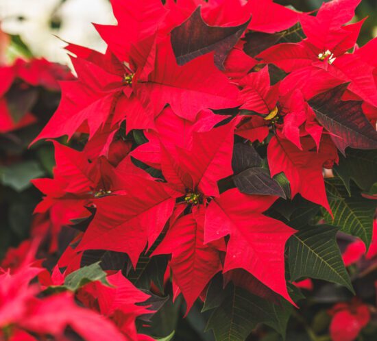 poinsettia