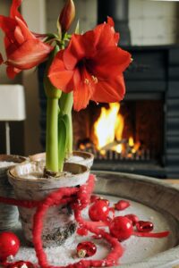 amaryllis Christmas Plants After the Holidays