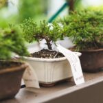 bonsai lunar new years plants