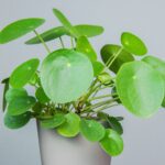 pilea