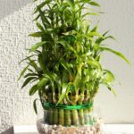 LUCKY BAMBOO LUNAR NEW YEAR PLANTS