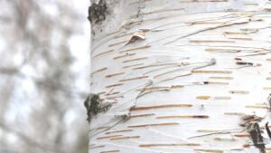 birch for winter interet