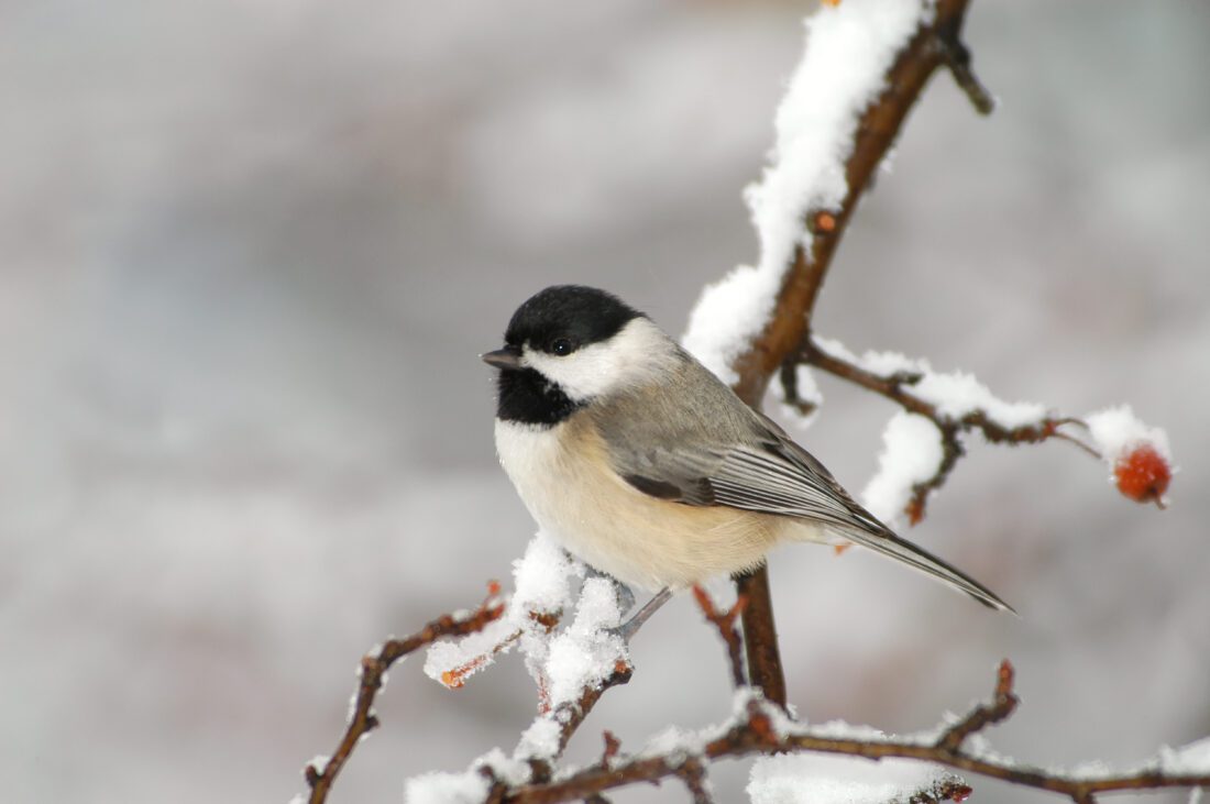 chickadee