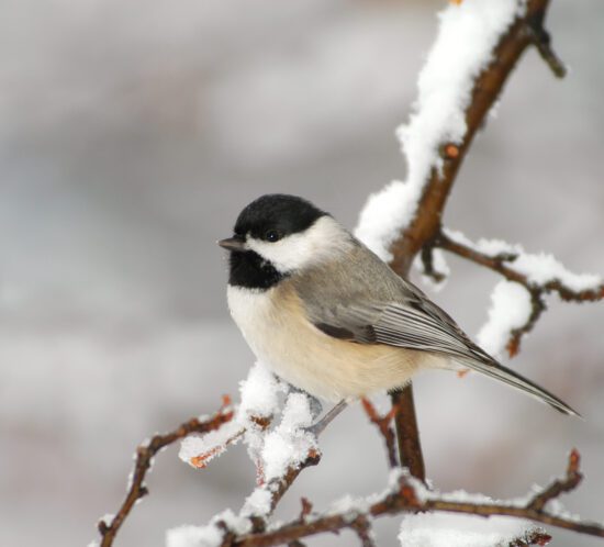 chickadee