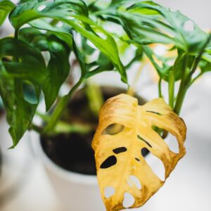 yellow leaves root rot