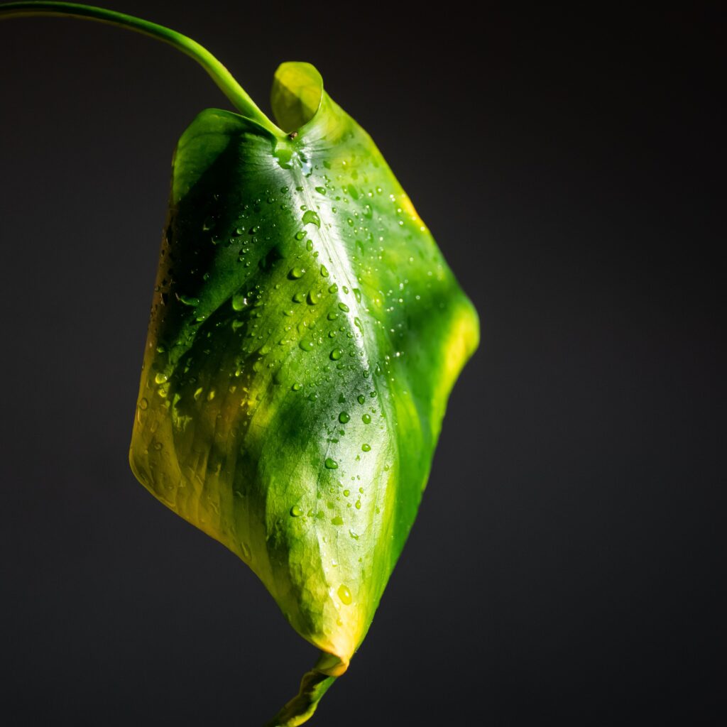 wilting due to root rot