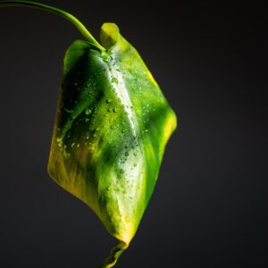 wilting due to root rot