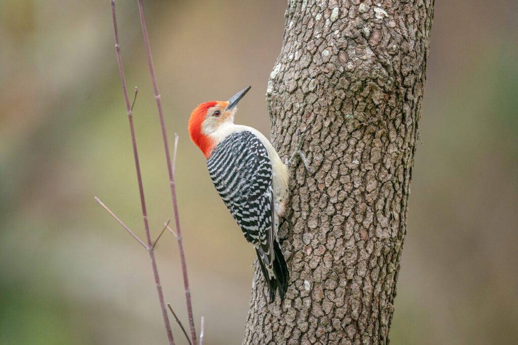 woodpeckers