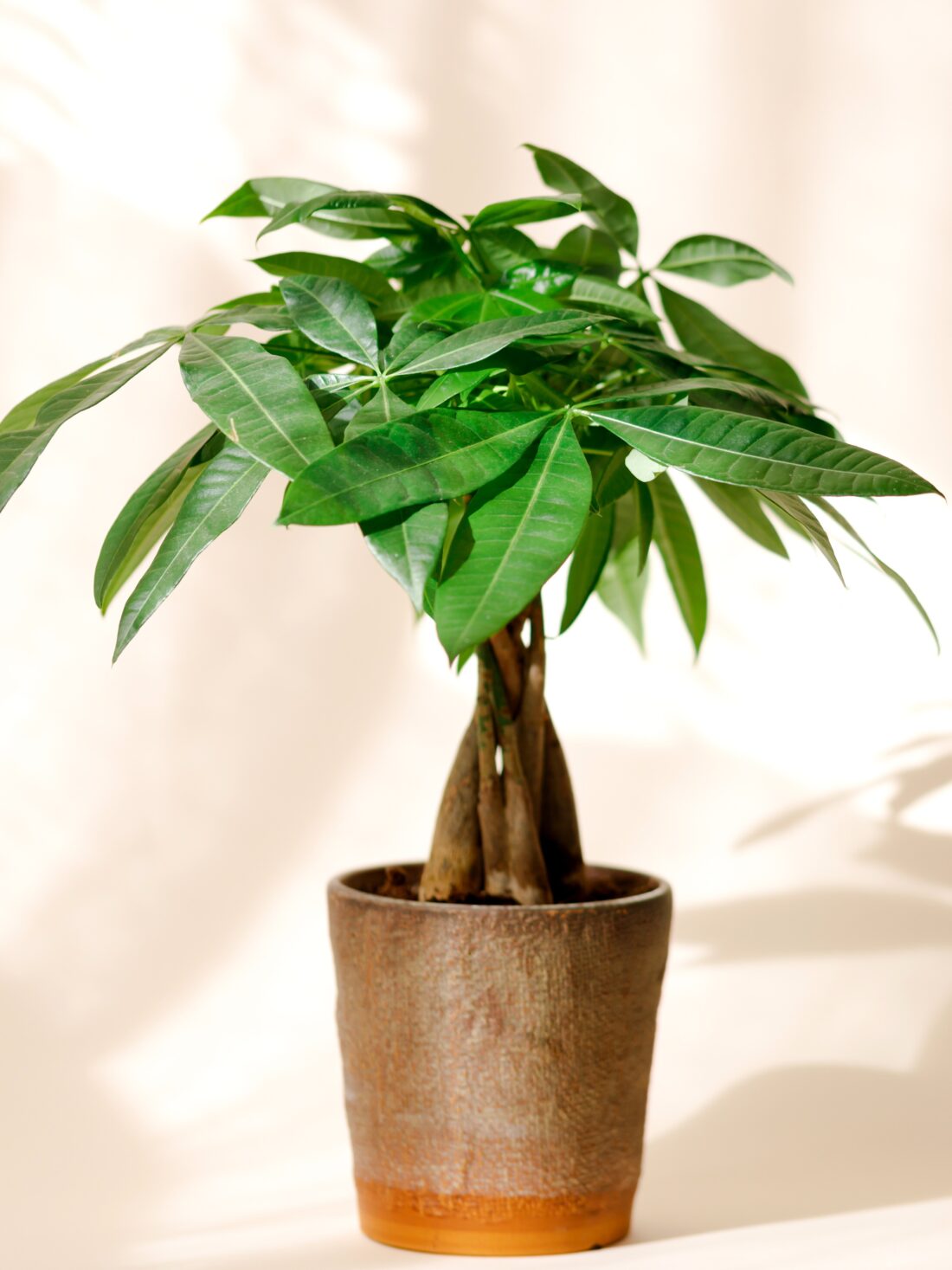 MONEY TREE lunar new year plants