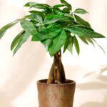 MONEY TREE lunar new year plants